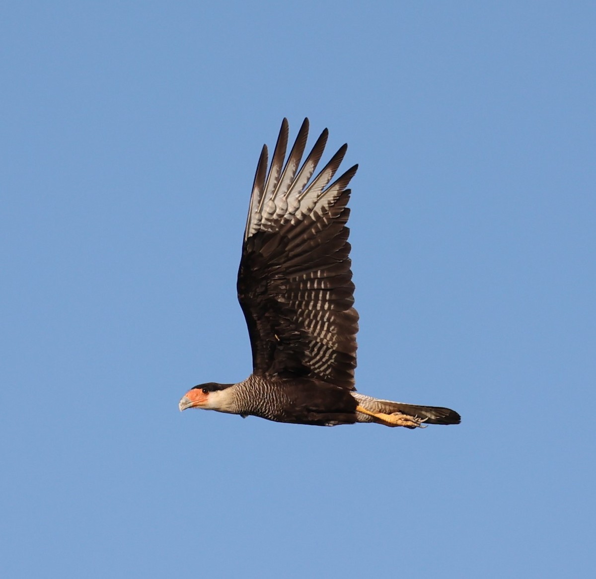 Crested Caracara (Southern) - ML600073311