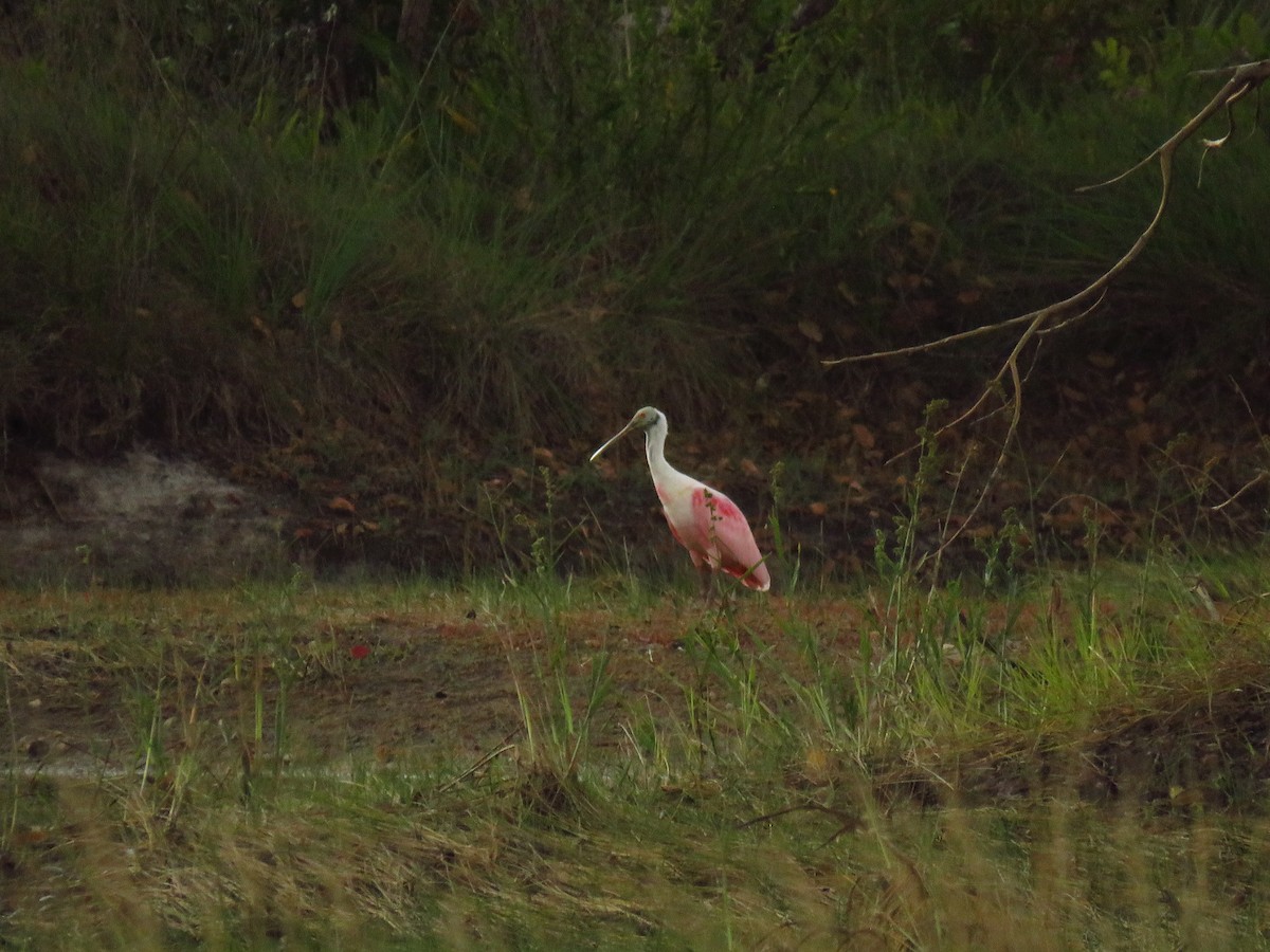 Roseate Spoonbill - ML600073831