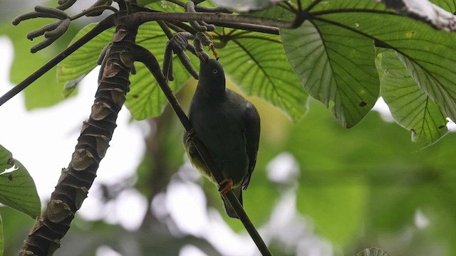 Sao Tome Green-Pigeon - ML600074171