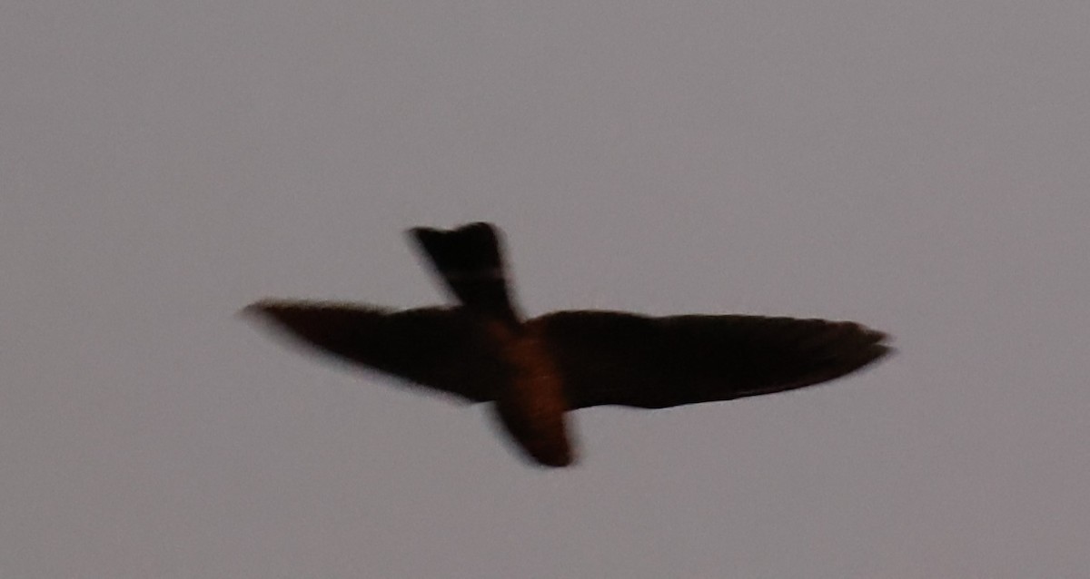 Band-tailed Nighthawk - ML600074501