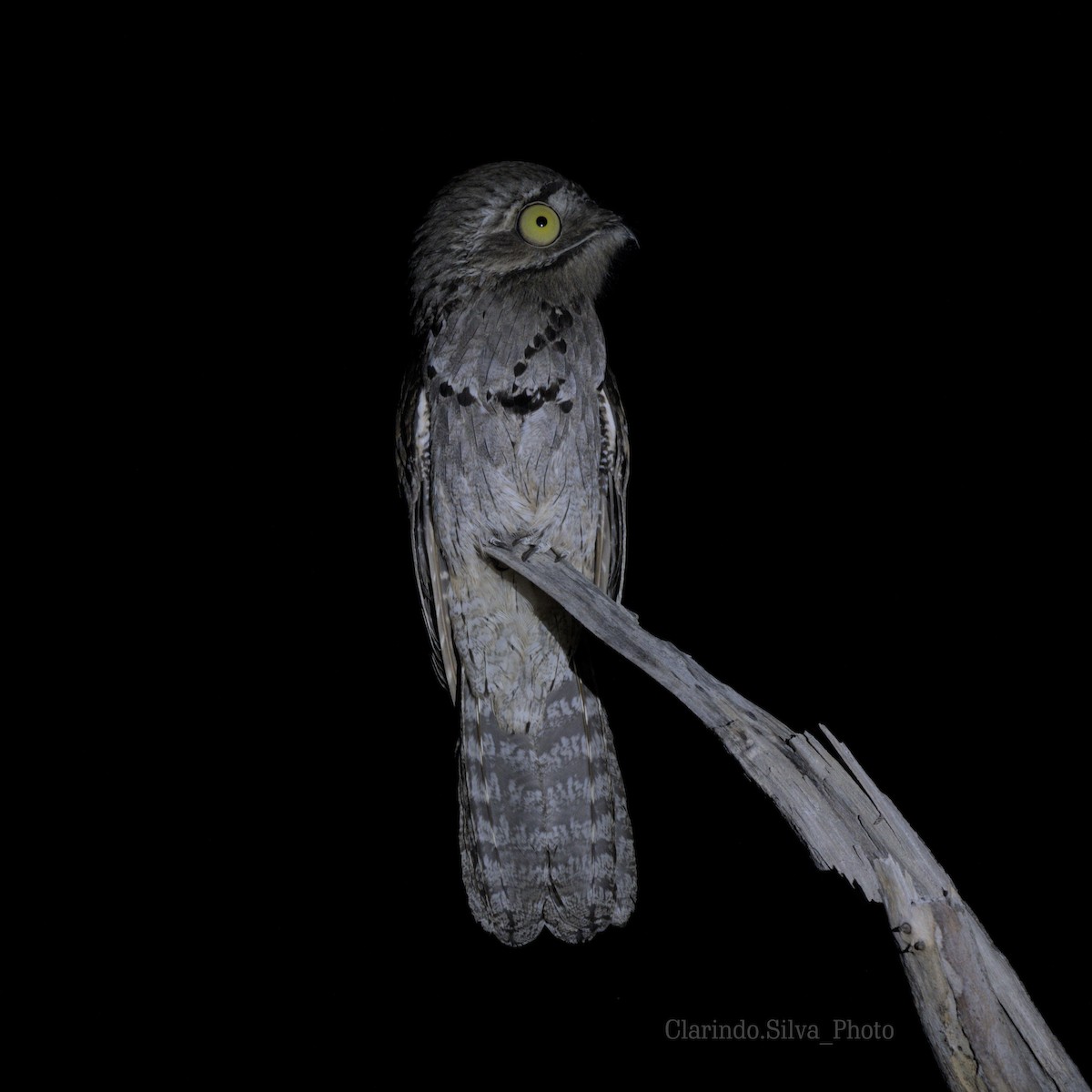 Common Potoo - ML600074771