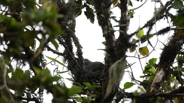 Sao Tome Green-Pigeon - ML600074791