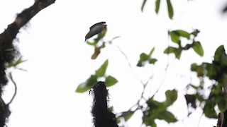  - Sao Tome Prinia