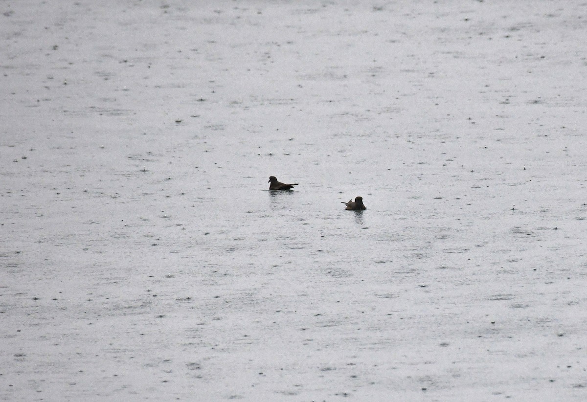 Leach's Storm-Petrel - Timothy Piranian