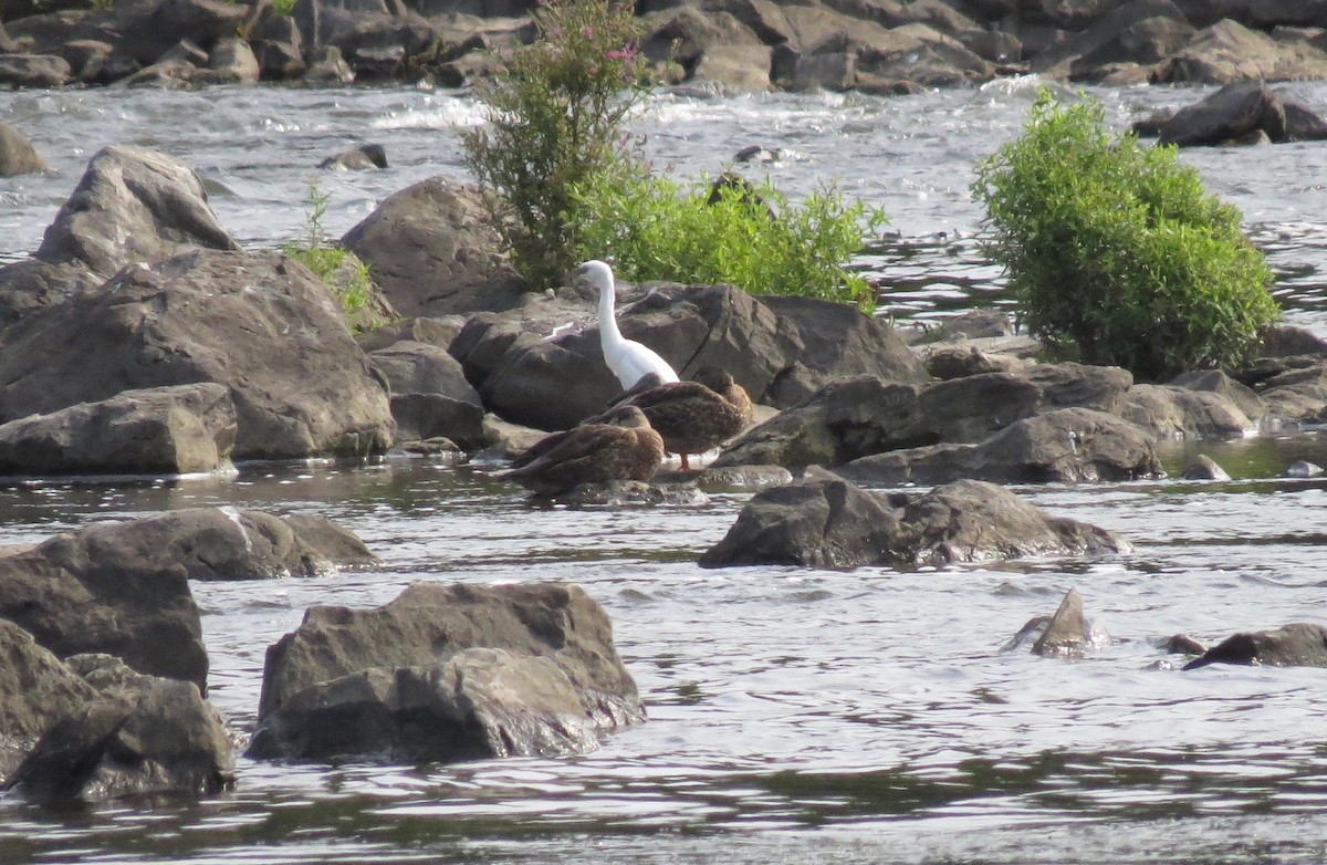 Little Blue Heron - ML600076491