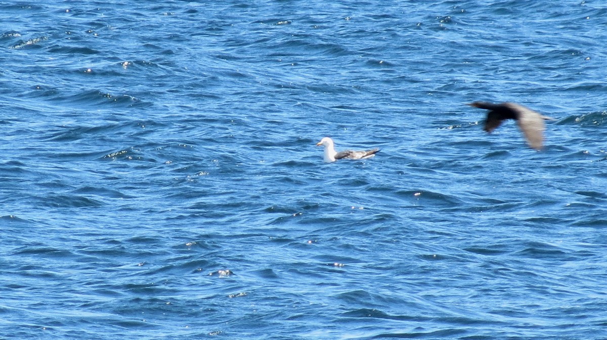 Lesser Black-backed Gull - ML600076561