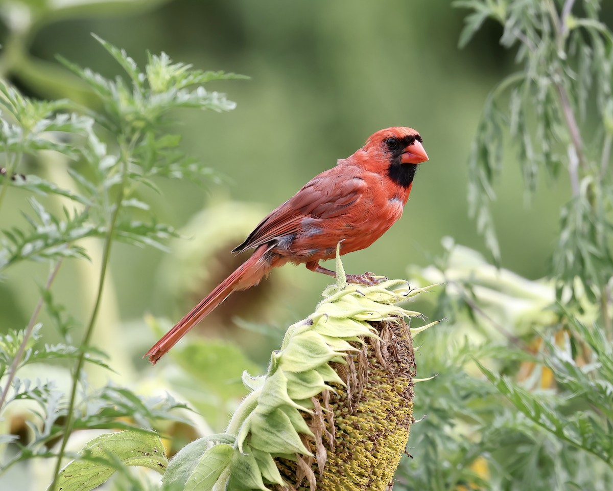Northern Cardinal - ML600076781