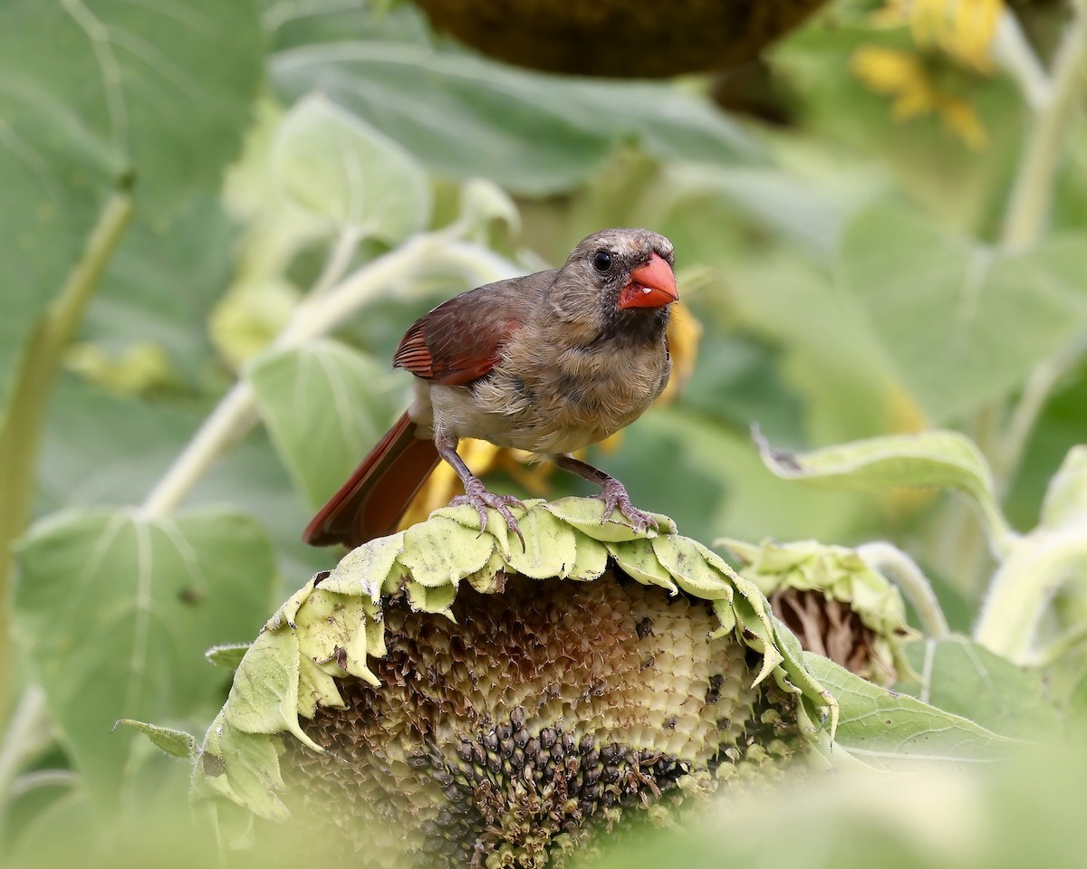 Northern Cardinal - ML600076791