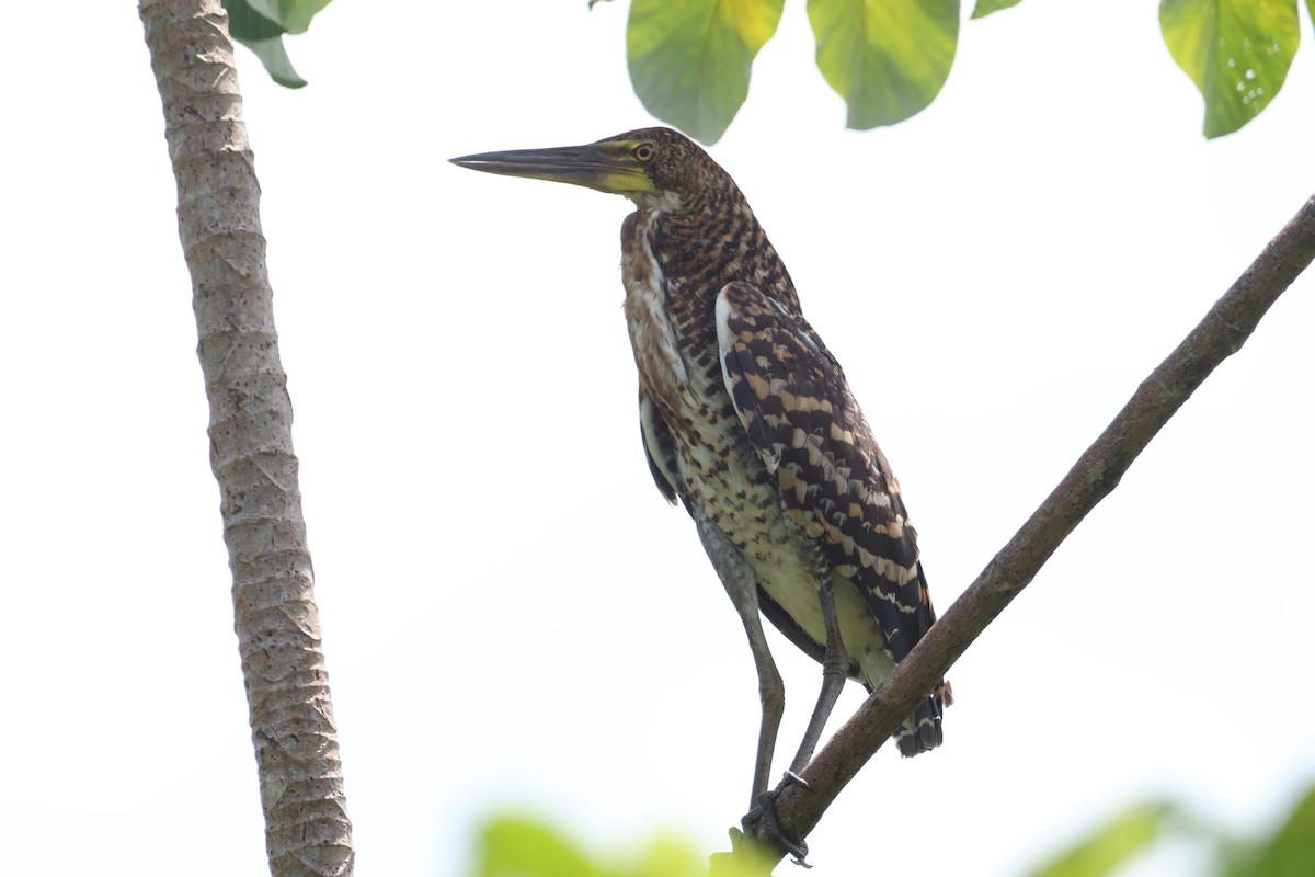 Rufescent Tiger-Heron - Jorge Alcalá