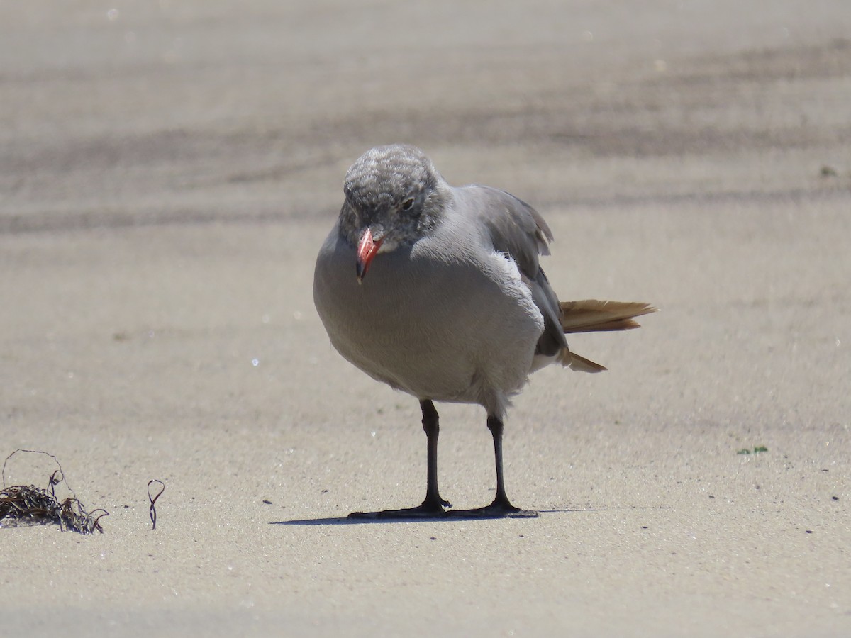 Gaviota Mexicana - ML600078211