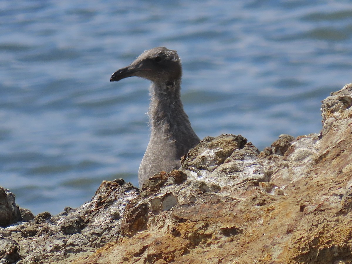 Gaviota Occidental - ML600078331