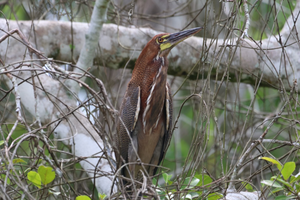 Rufescent Tiger-Heron - ML600078351