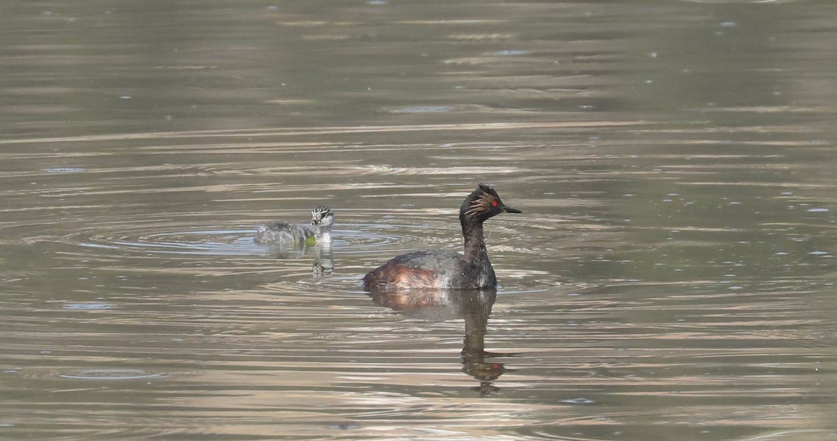 Eared Grebe - ML600078411