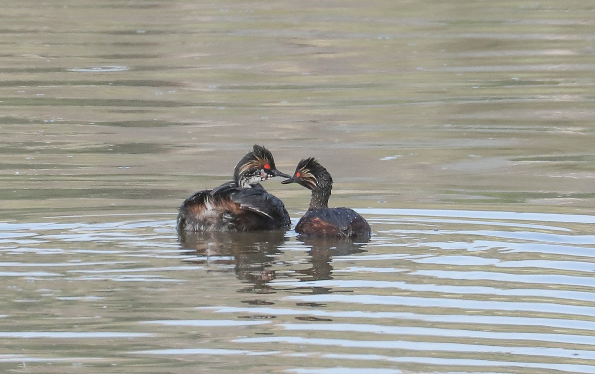 Eared Grebe - ML600078441