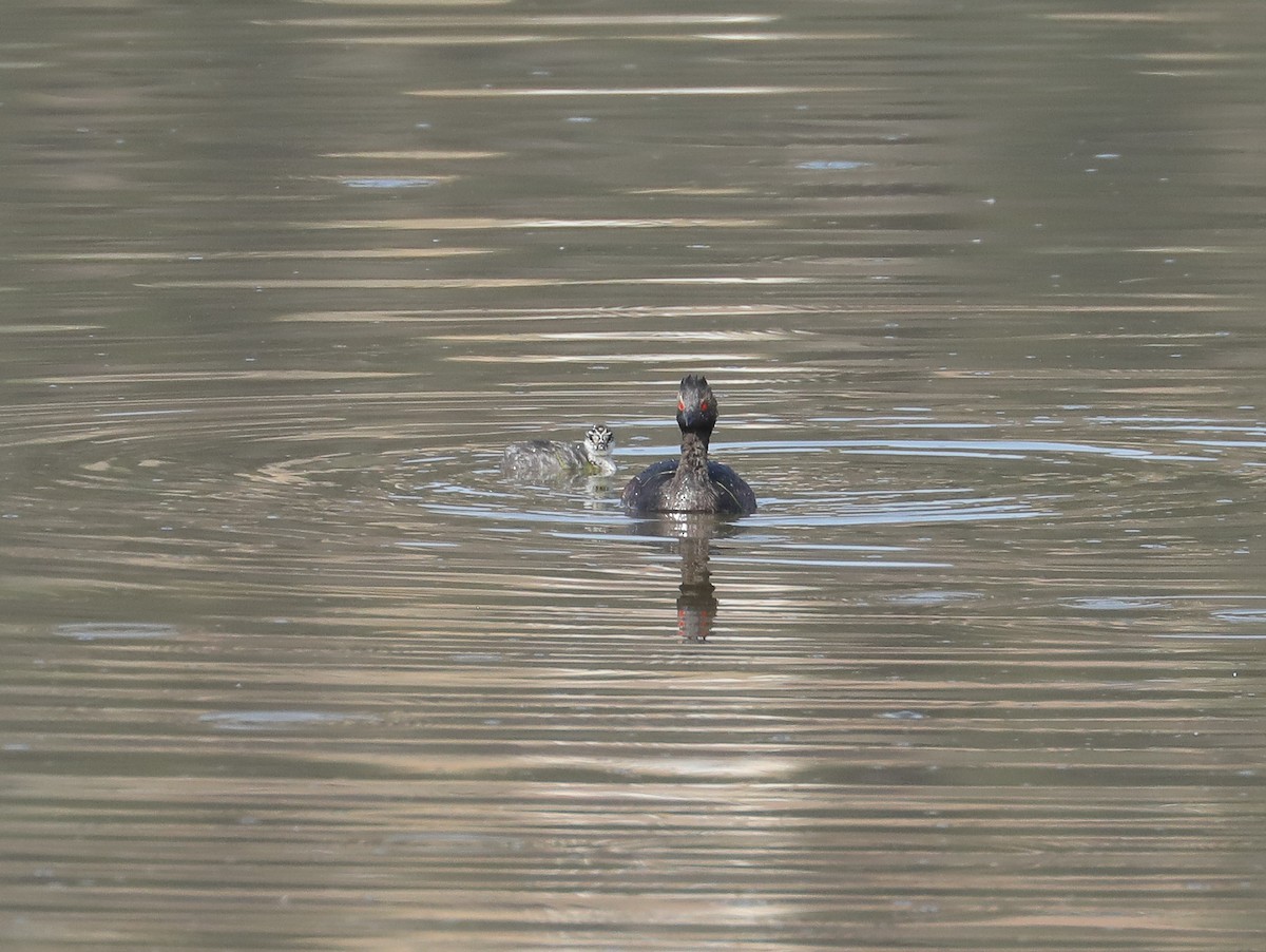 Eared Grebe - ML600078451