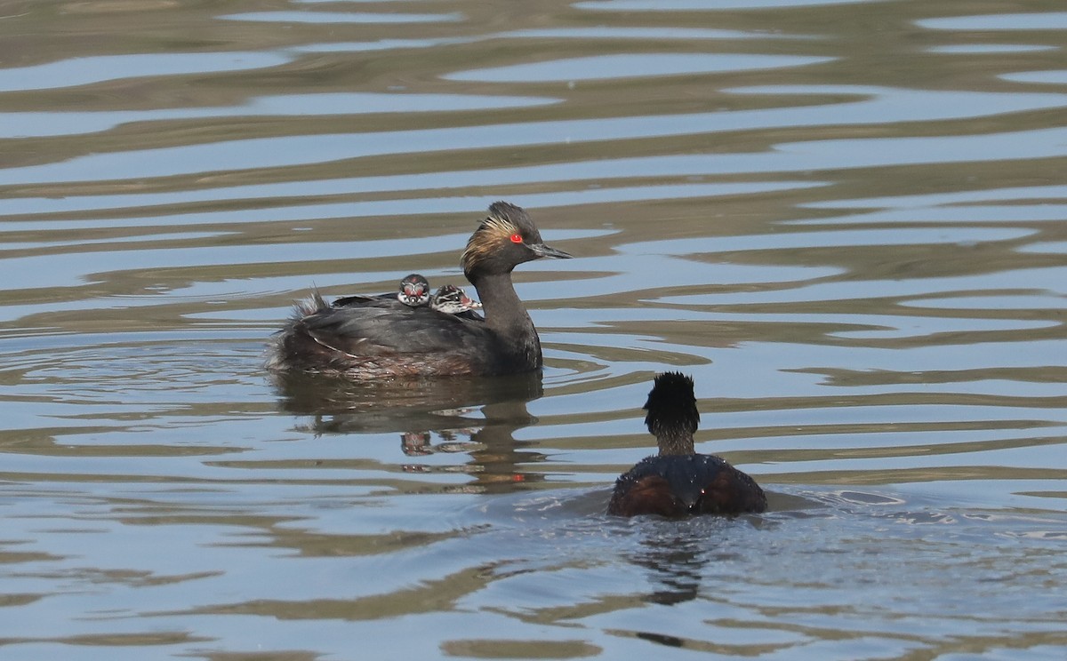 Eared Grebe - ML600078461