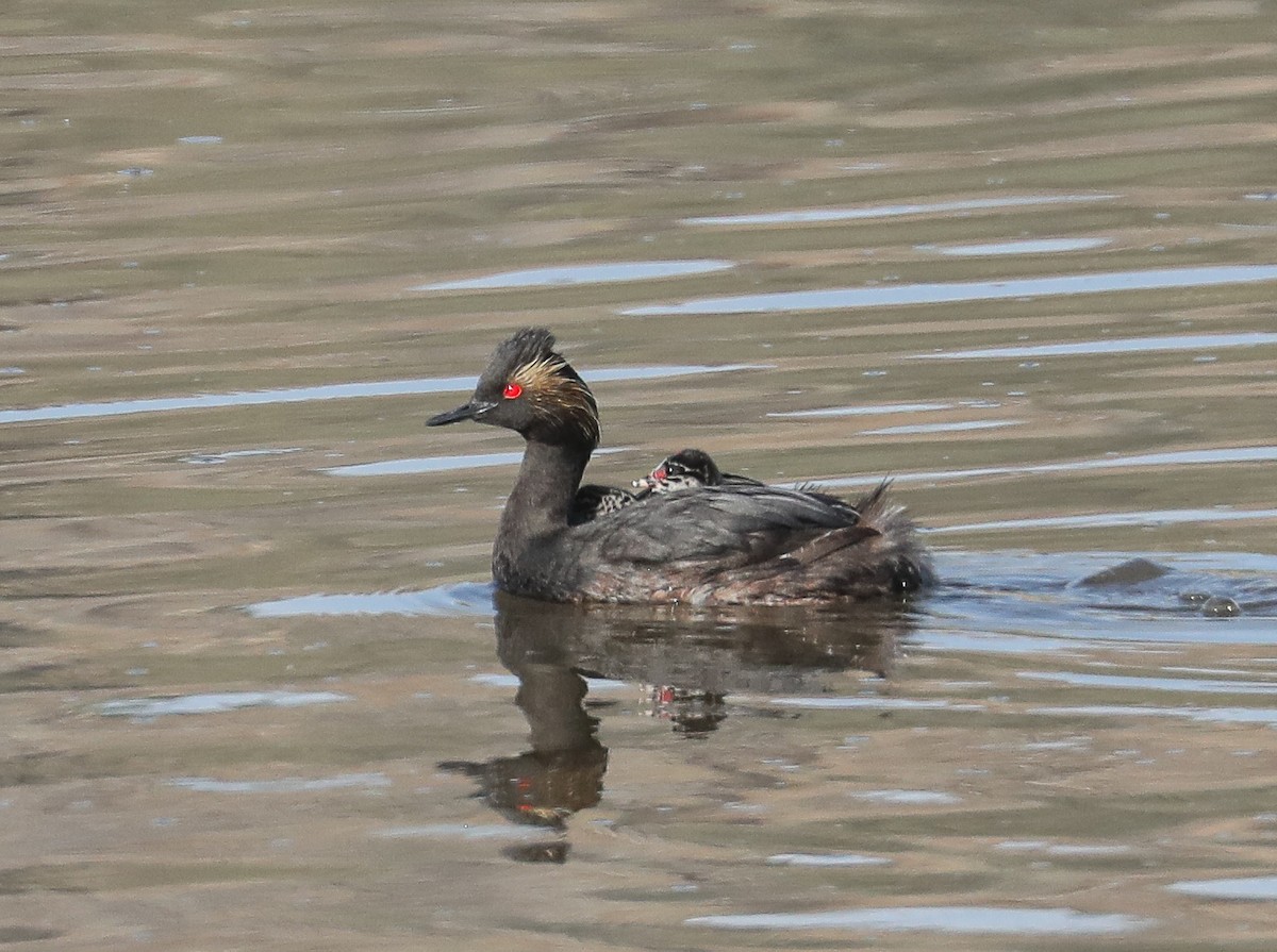 Eared Grebe - ML600078471