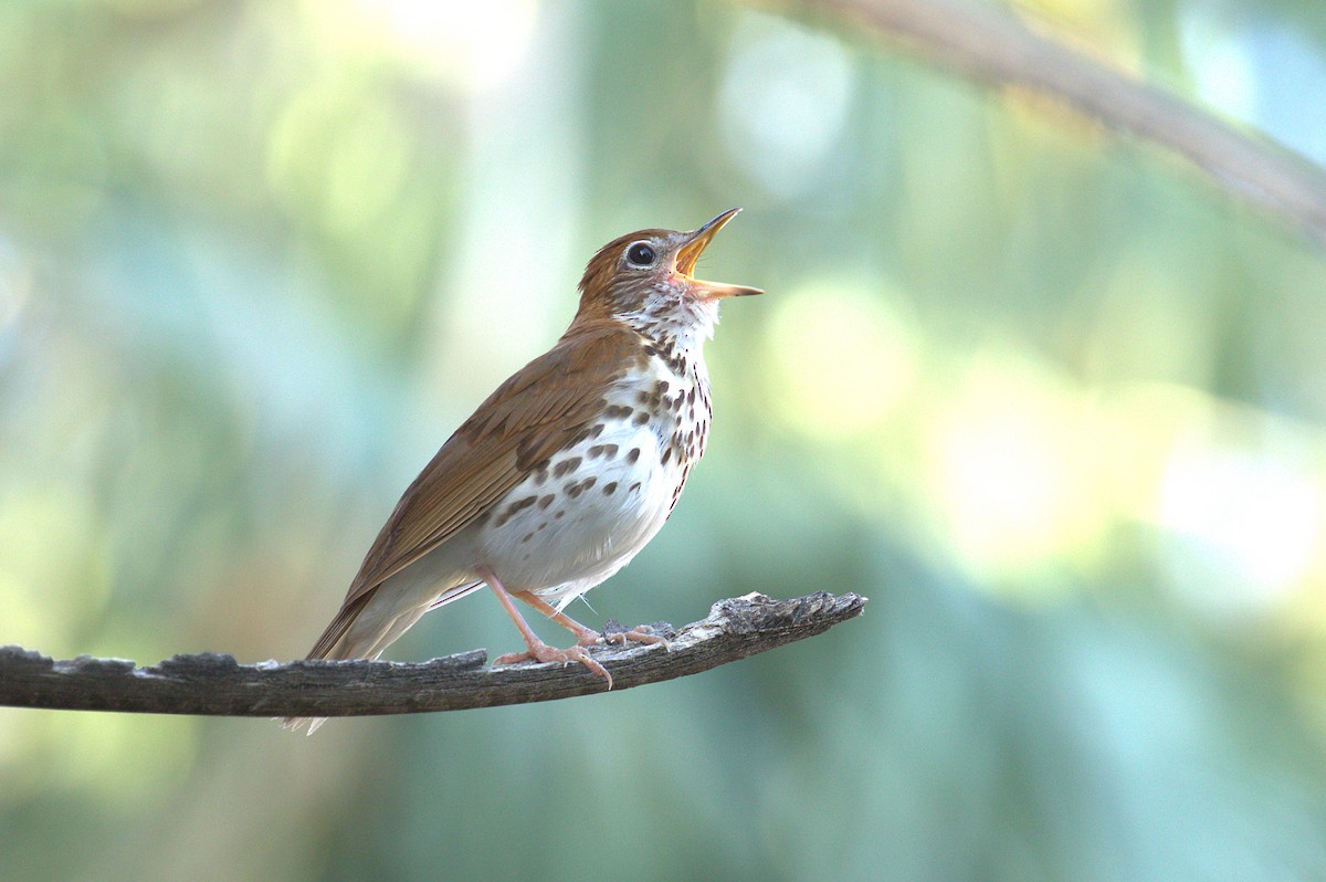 Wood Thrush - Curtis Marantz