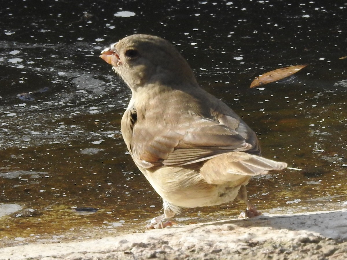 Dull-colored Grassquit - German Roitman