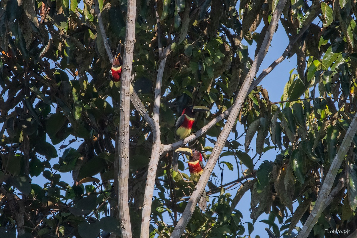 Red-necked Aracari - ML600079241