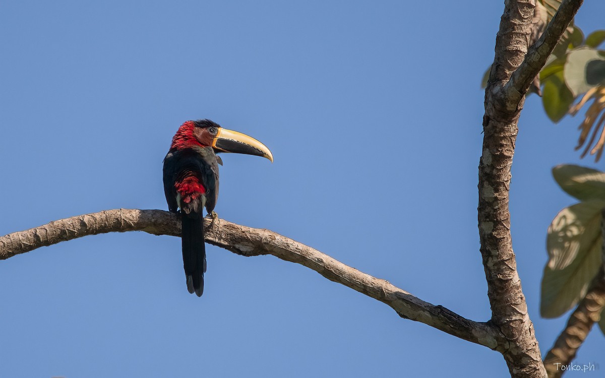 Red-necked Aracari - ML600079271