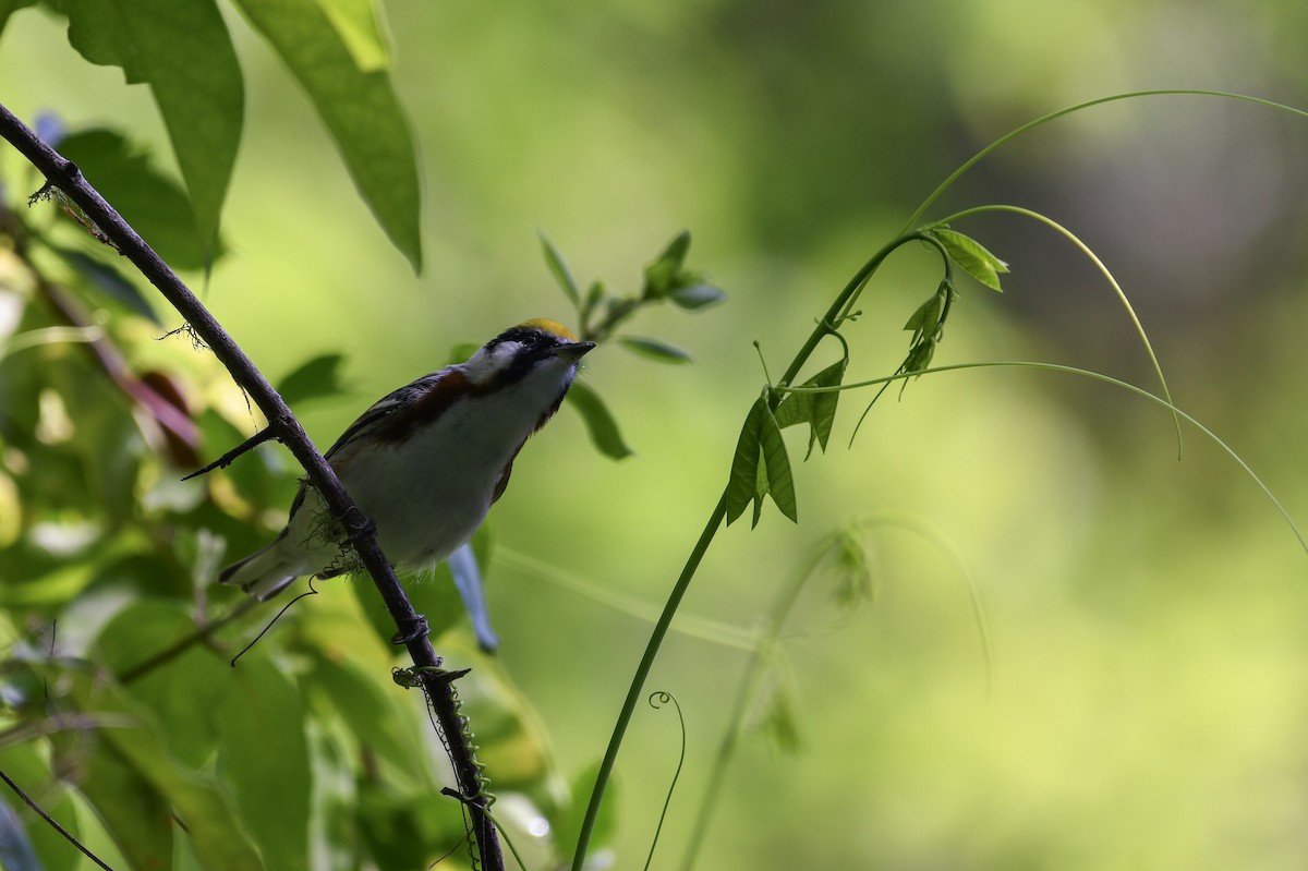 Chestnut-sided Warbler - ML600080251