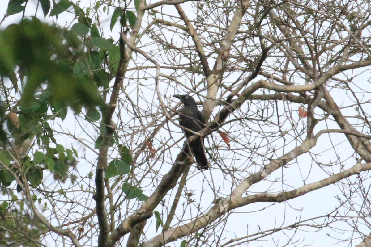 Bar-bellied Cuckooshrike - ML60008131