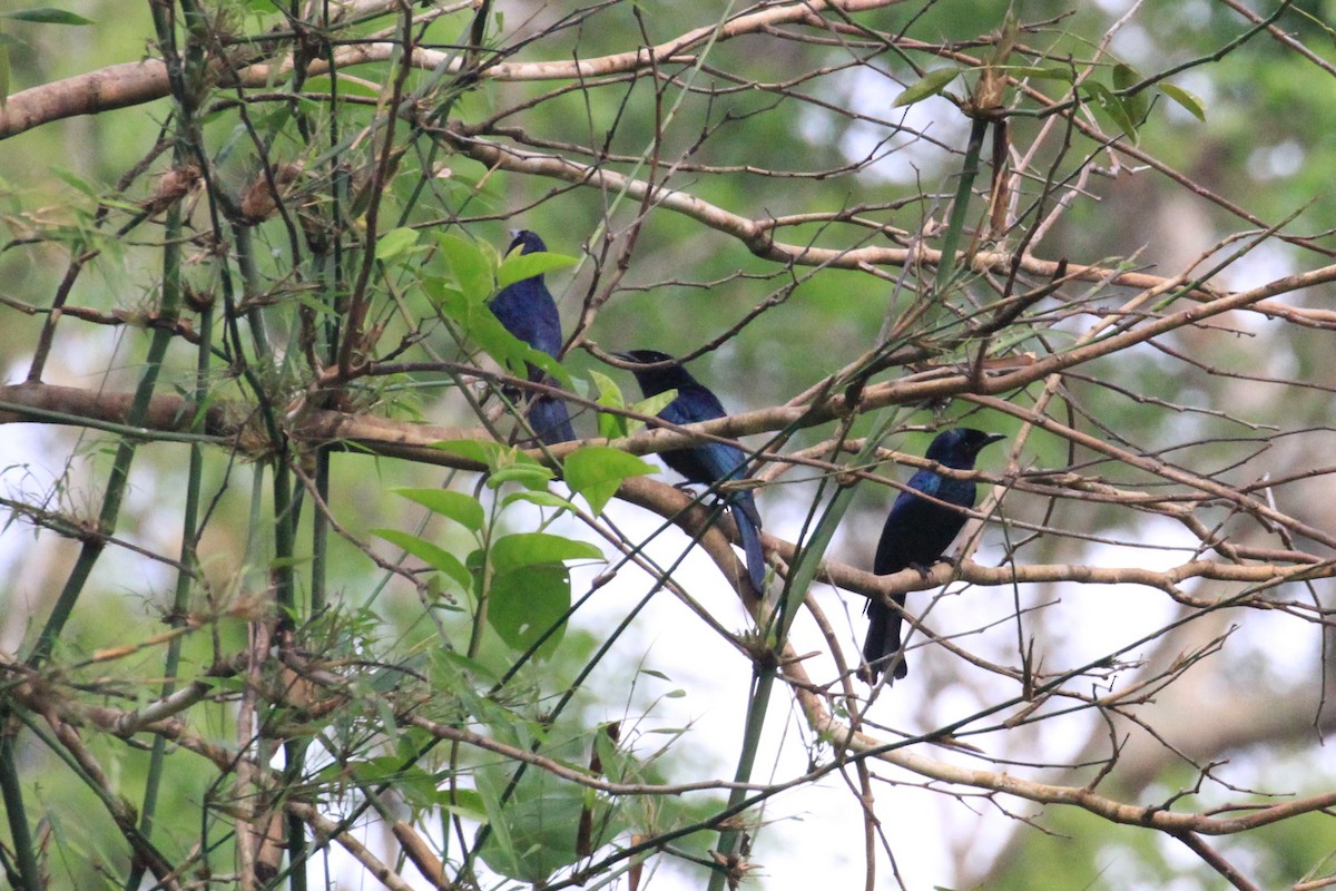 Drongo balicassio - ML60008171