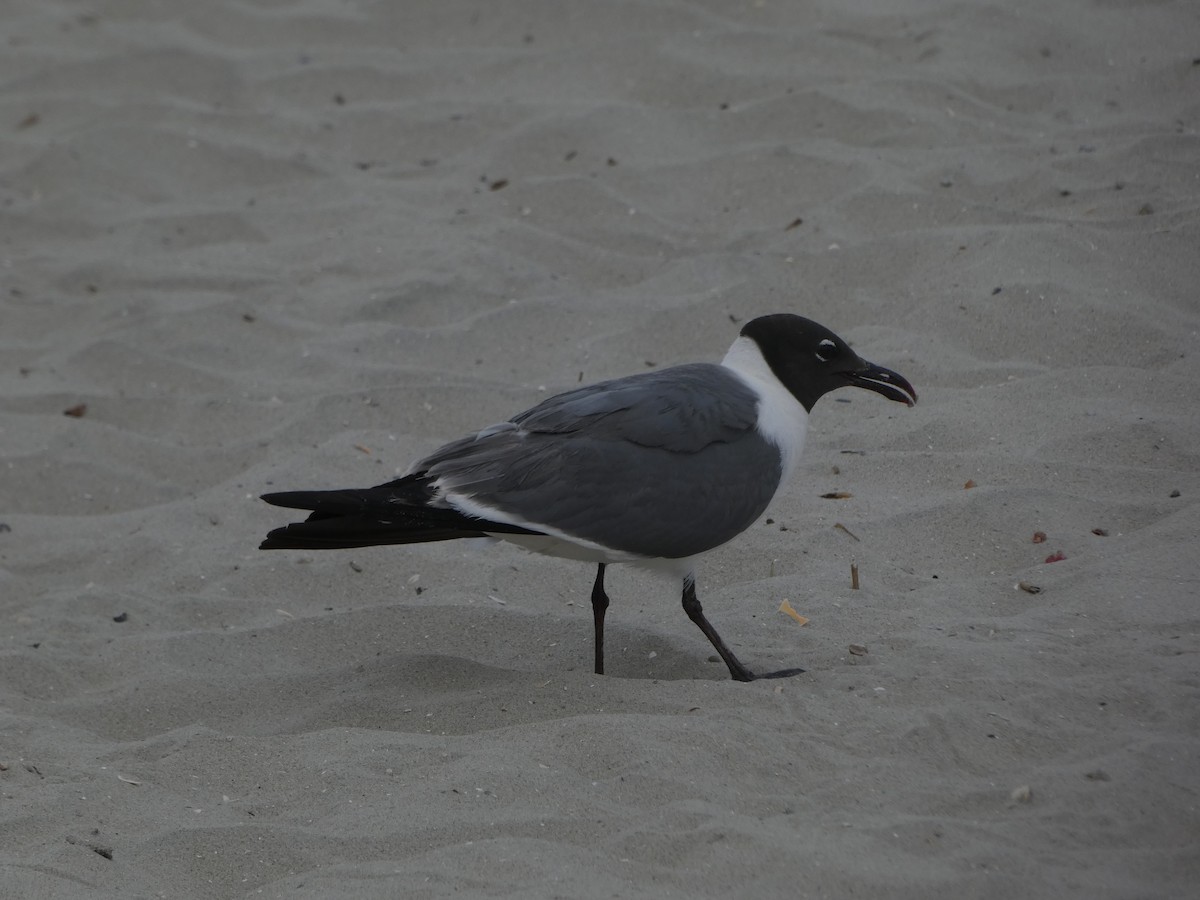 Laughing Gull - ML600083181