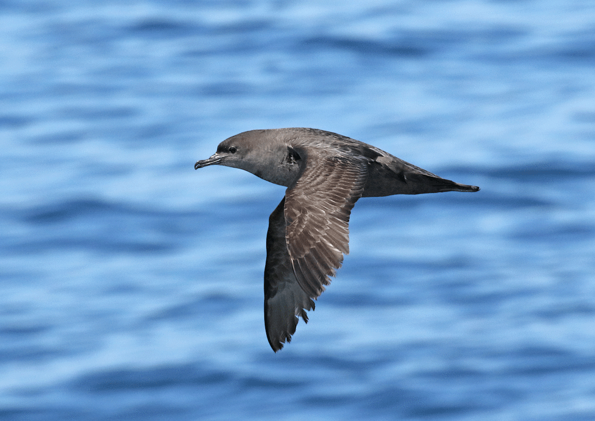 Short-tailed Shearwater - Dave Bakewell