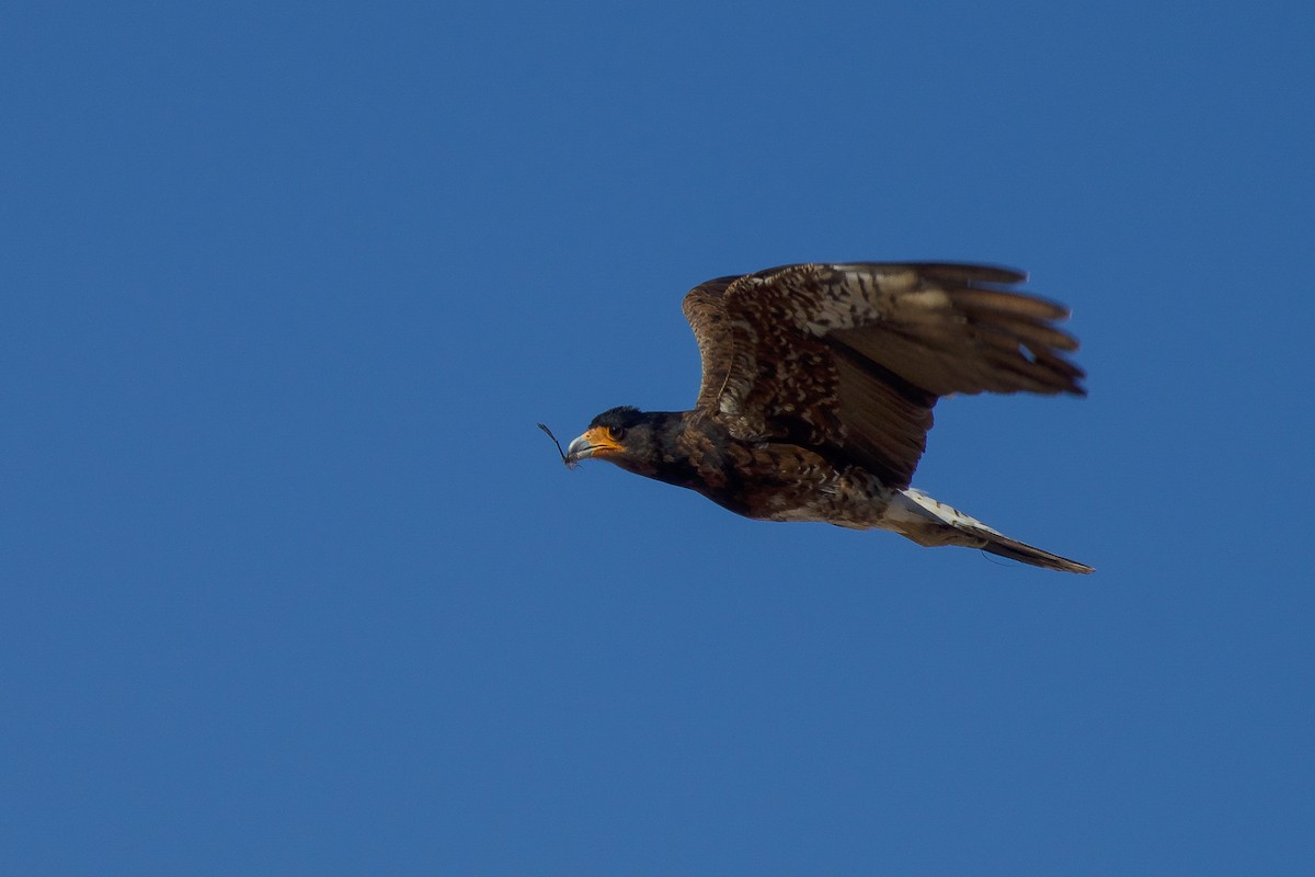 Mountain Caracara - Gabriela Contreras Buvinić