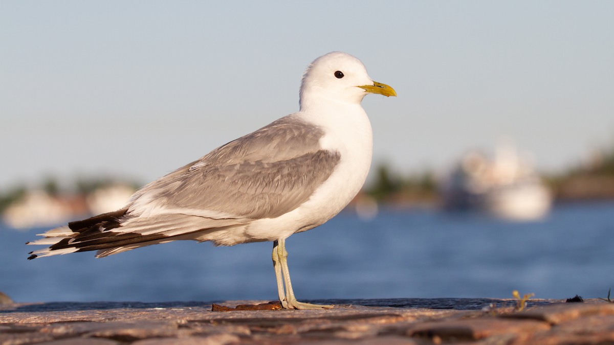 Common Gull - ML600084591