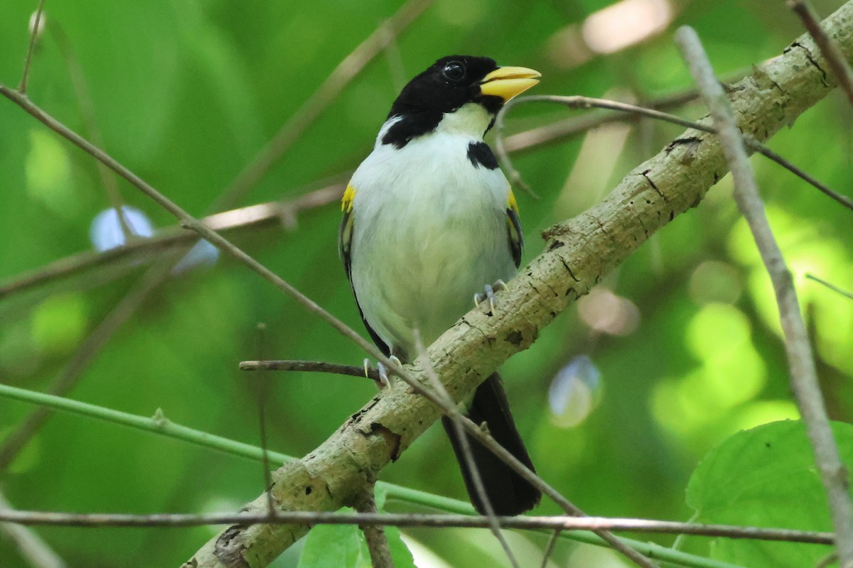 Golden-winged Sparrow - Jorge Alcalá