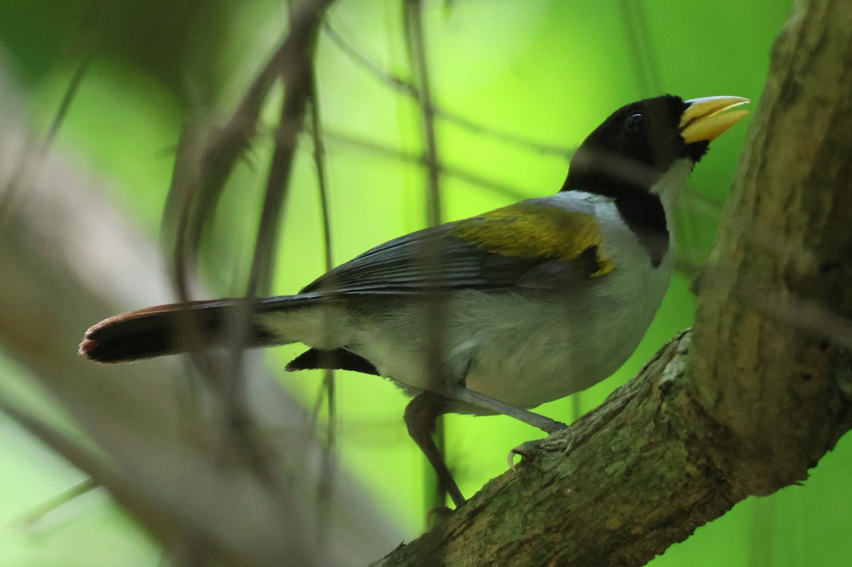 Golden-winged Sparrow - Jorge Alcalá