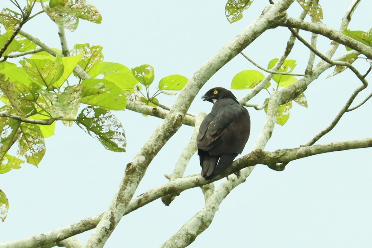 Bat Hawk - Jason Estep