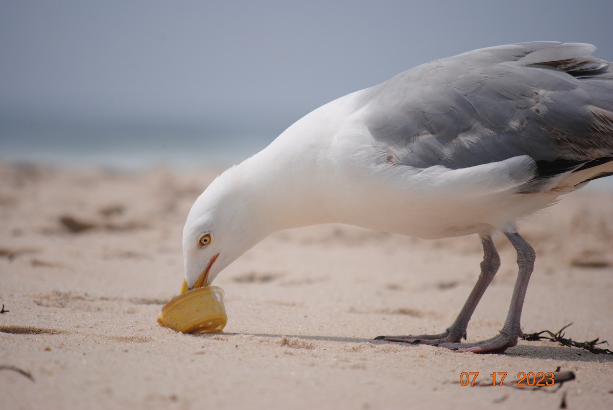 American Herring Gull - ML600085021