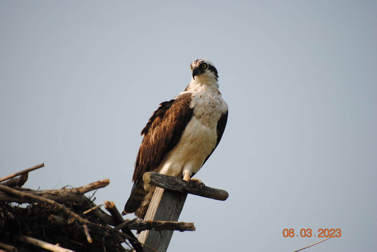 Загасч явлаг - ML600085271