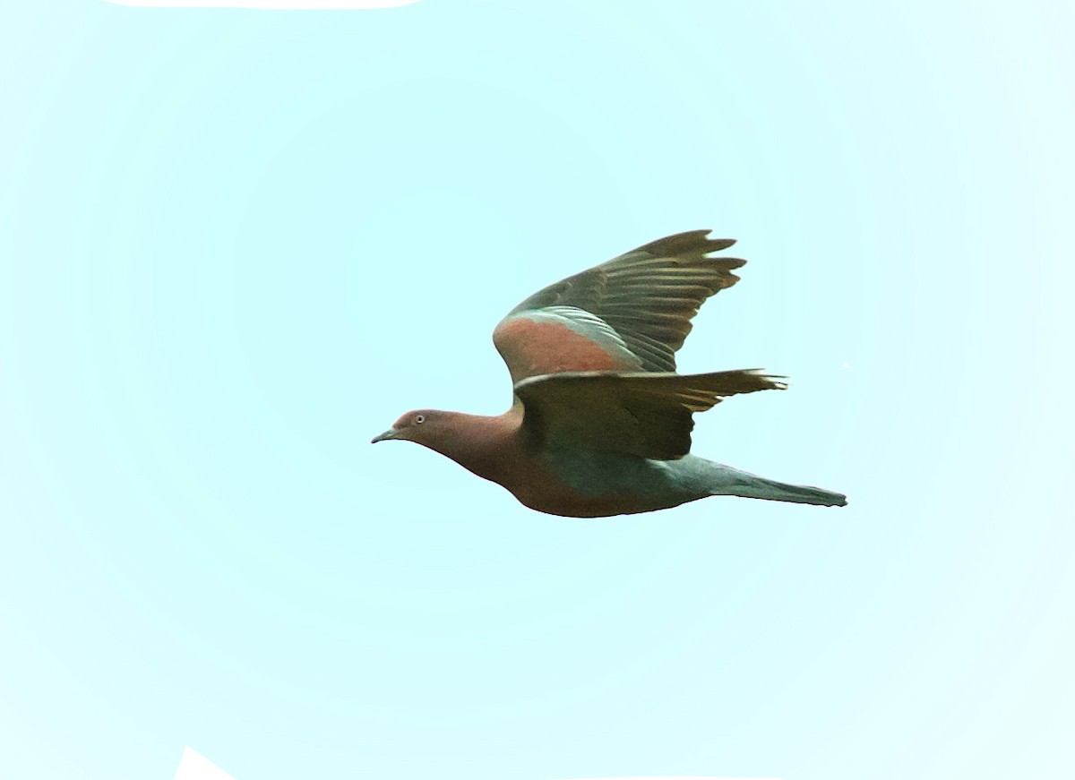 Plain Pigeon - ML600085501