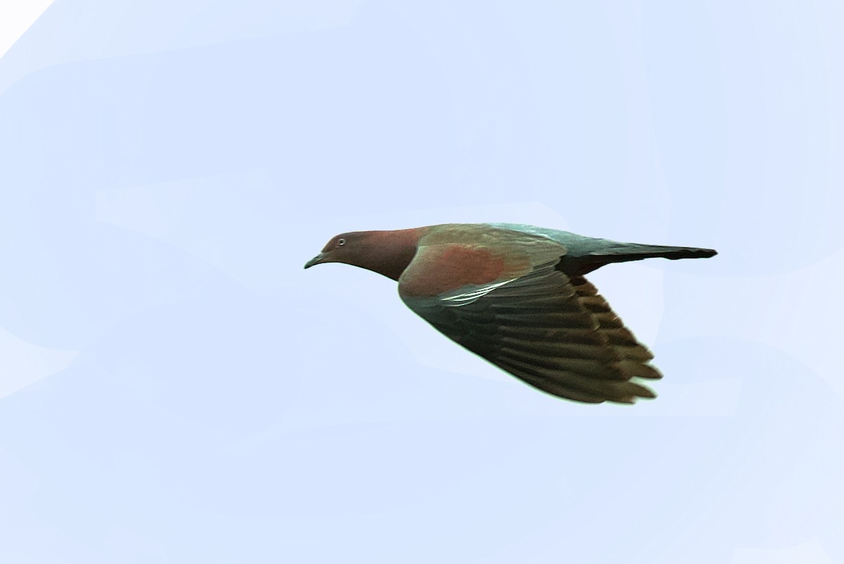 Plain Pigeon - ML600085511