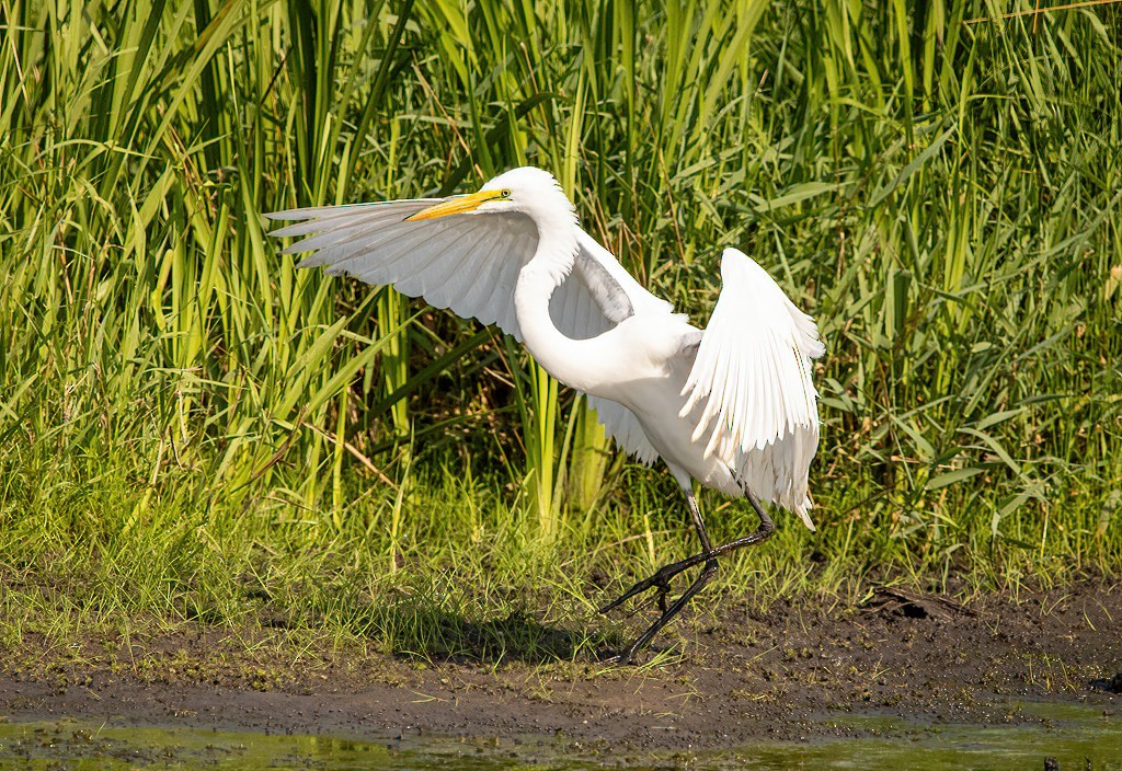 Great Egret - Pam Gilmore