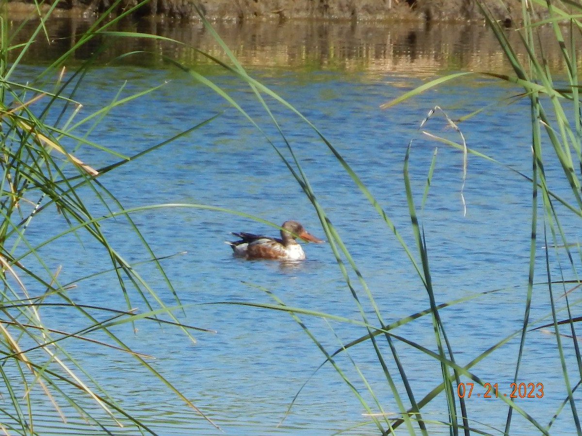 Northern Shoveler - ML600086361