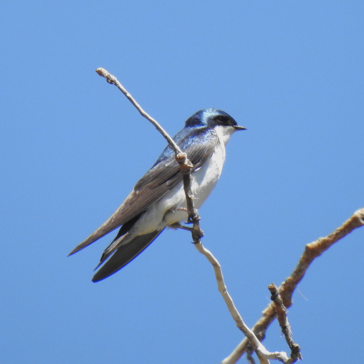 Hirondelle bicolore - ML600087731