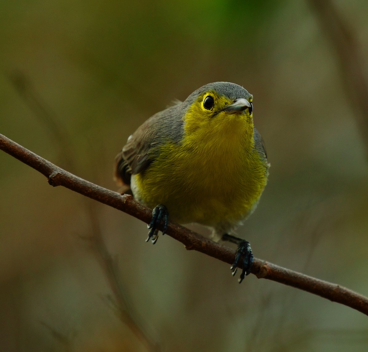 Oriente Warbler - ML600088801