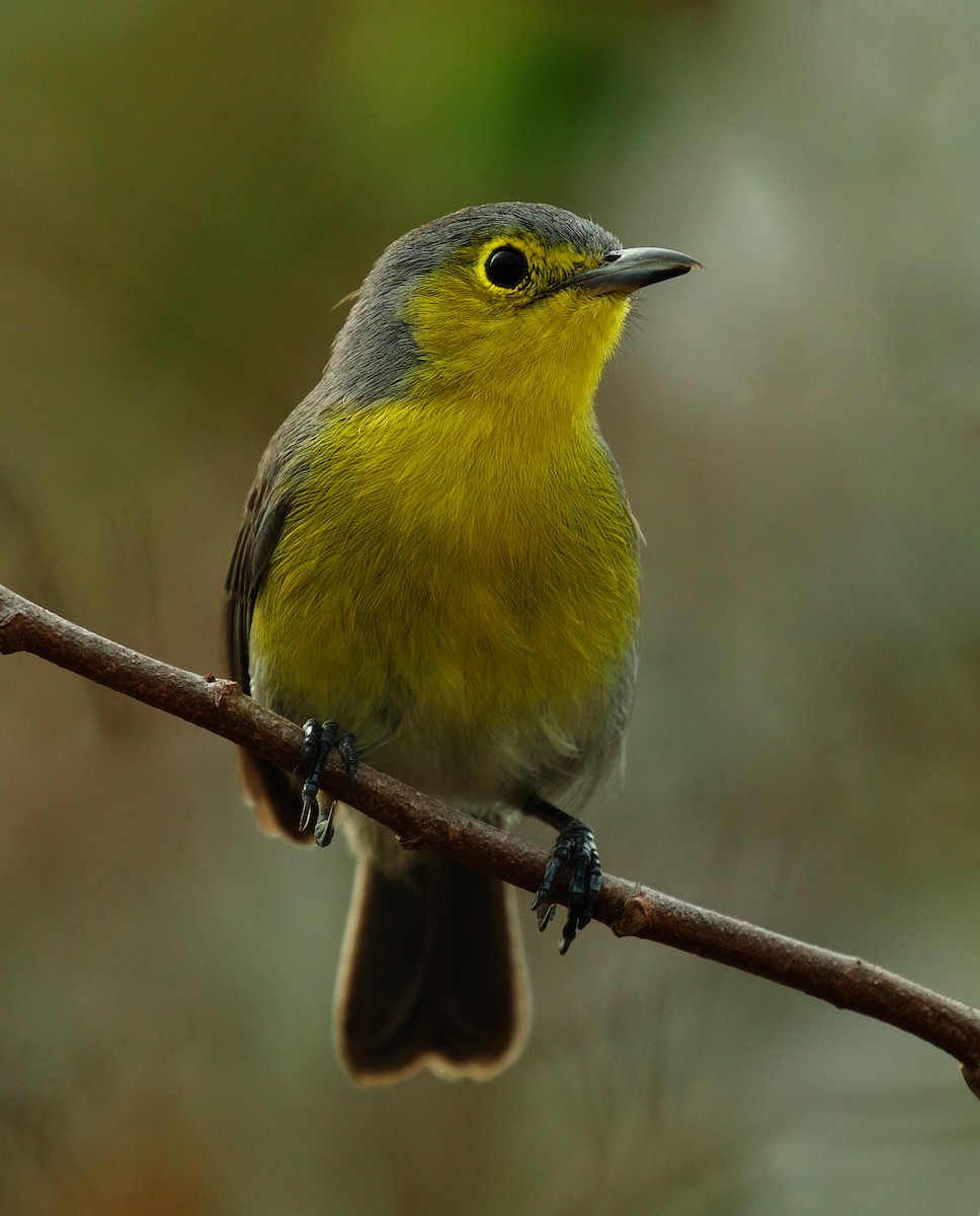 Oriente Warbler - ML600088811