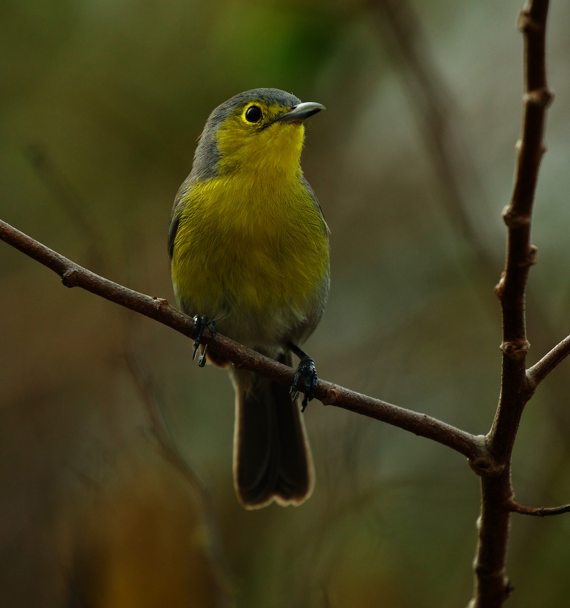 Oriente Warbler - ML600088861