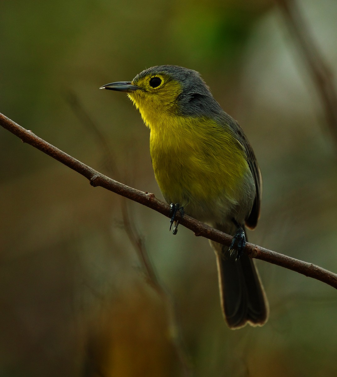 Oriente Warbler - ML600088871