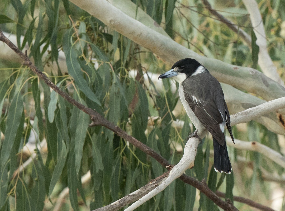 flétňák šedohřbetý - ML60008961