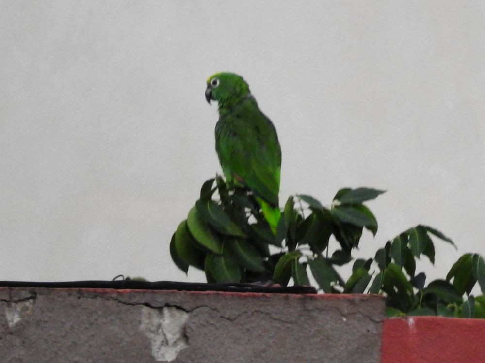 Yellow-crowned Parrot - ML600090651