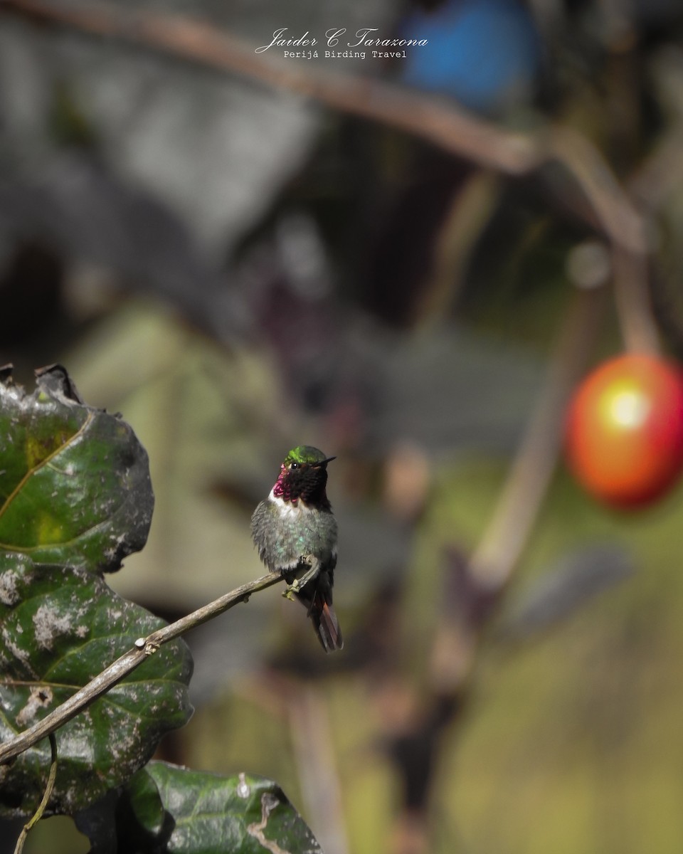 Colibrí de Jourdan - ML600091921