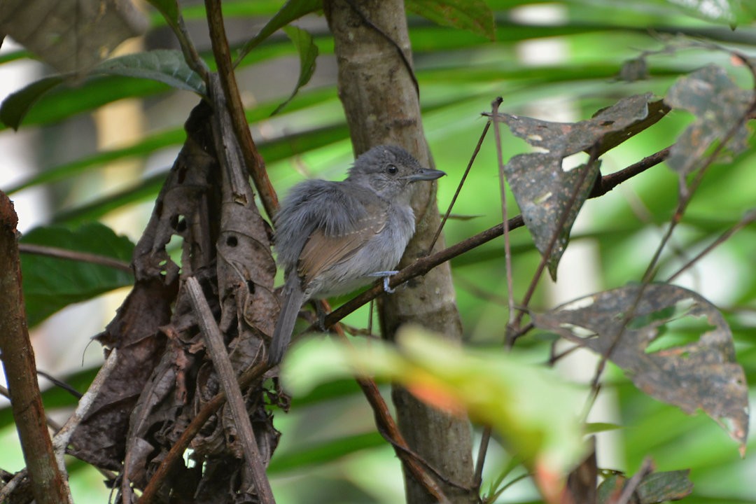 Mouse-colored Antshrike - ML600092121